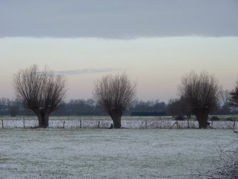 Kruidenboerderij knotwilgen winter